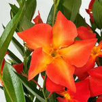 3 Orange Mandevilla Plants Live, 5-10” Tall Flowering Mandevilla Vines for Trellis, Outdoor Patio, Garden Pots, Trailing Mandevilla Seedlings