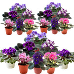 African Violet Live Plant in 4" Pot, Random African Violets Plants Houseplant Well-Rooted, Indoor Outdoor Blooming, Holiday Flower Bush