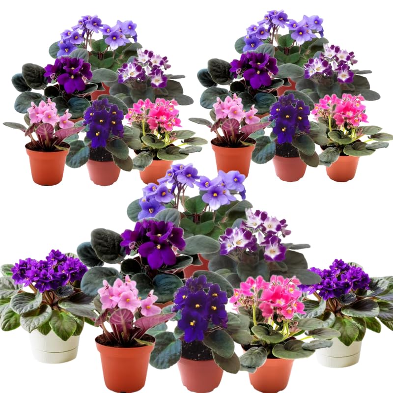 African Violet Live Plant in 4" Pot, Random African Violets Plants Houseplant Well-Rooted, Indoor Outdoor Blooming, Holiday Flower Bush