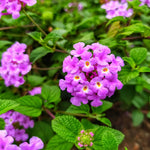 Pack 2 Lantana Live Plants for Planting, Hardy Perennial Lantana Bushes Well Rooted 4-7 Inches, Assorted Blooms (Purple Flowers)