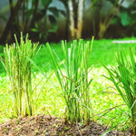 3 Lemon Grass Live Plants, Lemongrass Plants for Outside, Indoor Outdoor Herb Rooted Lemongrass Stalks