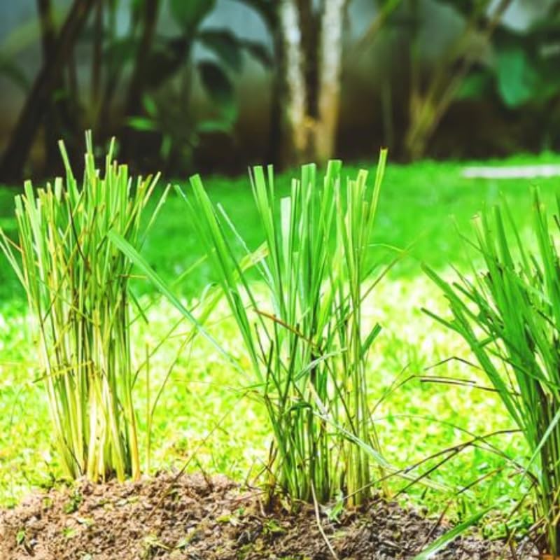 3 Lemon Grass Live Plants, Lemongrass Plants for Outside, Indoor Outdoor Herb Rooted Lemongrass Stalks