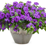 2 Random Verbena Plants Live, Perennial Ground Cover or Trailing Bushes Shrubs, 5-9 Inches Tall, Verbena Flower for Planting