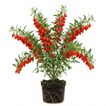 Live Goji Berry Plant, 4-8 Inches Tall, Goji Berry Plant Live, Well Rooted Berry Bush for Backyard and Home Gardens