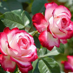 Climbing Rose Live Plant, 6 Months Old Starter, Fragrant Purple Climbing Roses for Planting Outdoor, No Pot (Dark Night)