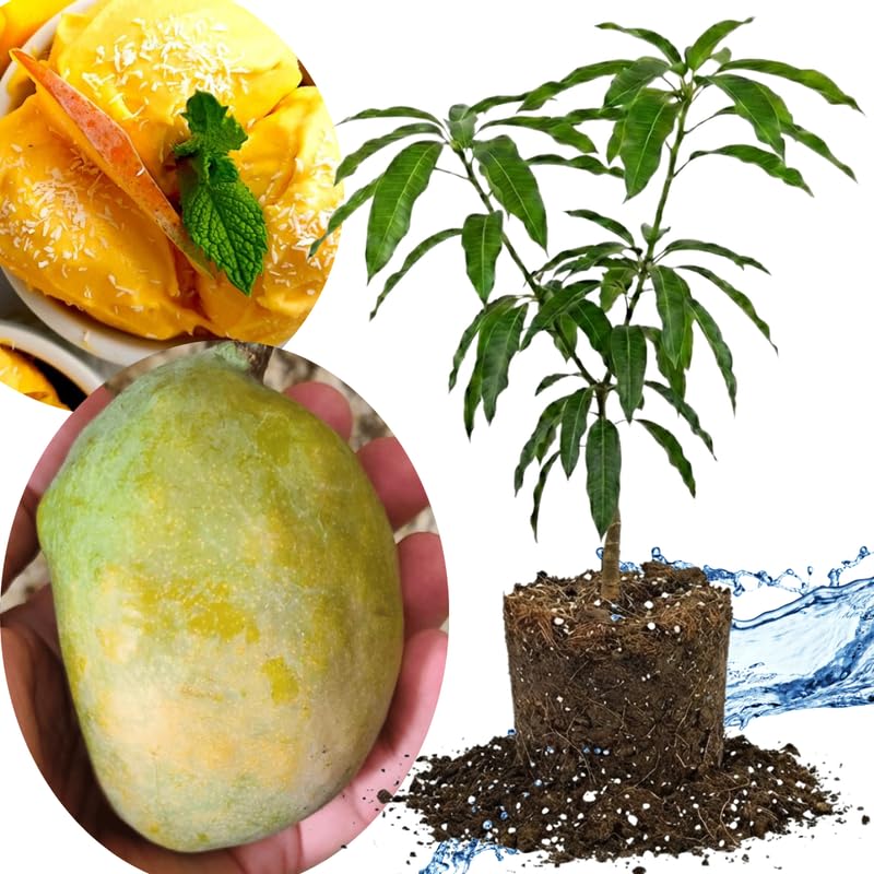 Coconut Cream Mango Tree Live Plant Grafted, 14 to 18 Inches Tall in Pot, Ready to Bear Fruit in 1 Year, Sweet Mango Tree for Planting