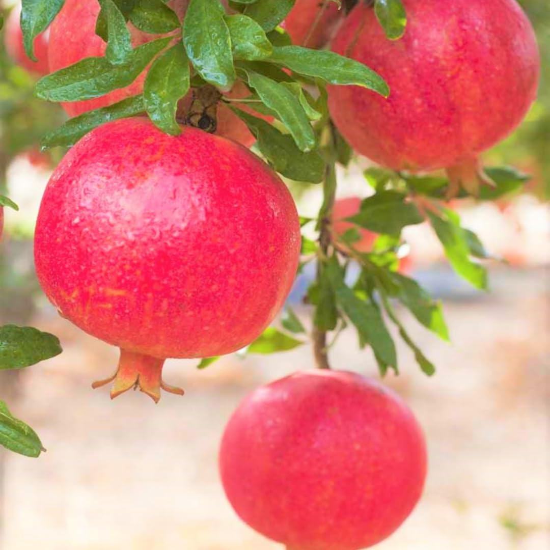Live Pomegranate Plant, 5–8 Inch Seedling for Garden and Outdoor Growing, Pomegranate Tree for Spring Planting
