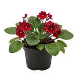 African Violet Plant Live in 4 Inch Pot, Indoor Flowering Houseplant, Compact Blooming Plant for Home or Office (Red Blooms)