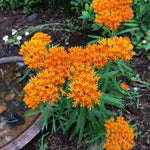 4 Milkweed Plants Live, Orange Butterfly Milkweed Asclepias Tuberosa Perennial Wildflowers Swamp Common Bush, 1-3" in Tall, No Pot