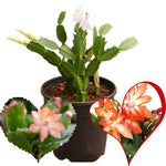 True Thanksgiving Cactus Plant Live in 4" Pot, Ready to Bloom, Holiday Christmas Cactus Plants Live, Vibrant Blooms (Orange)