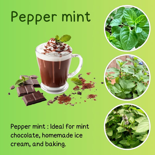 2 Peppermint Plants Live Clumps Potted, Size 5-9" in Tall, Fresh Mints Herb for Indoor Outdoor Growing, Culinary Gardening, Cold Hardy and Fast-Growing