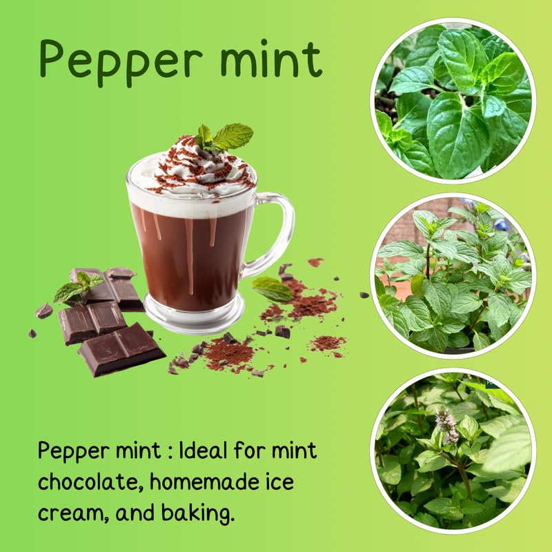Big Clumps Peppermint Plants Live in Pot, Well-Rooted Herb for Home Gardens, Heirloom Mint Indoor Outdoor, Fresh Mints