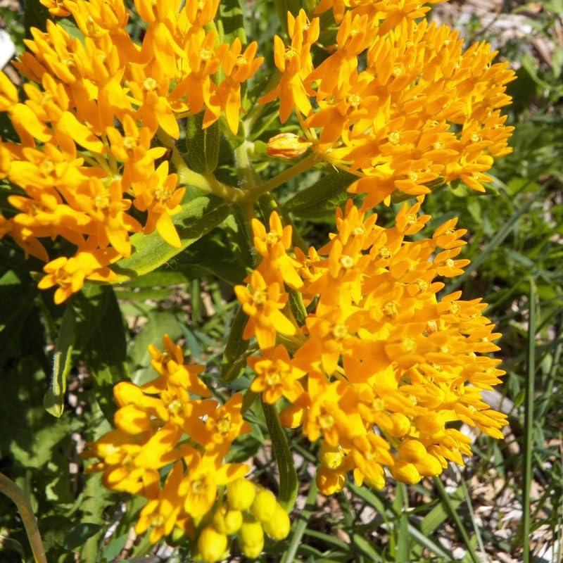 2 Yellow Milkweed Plants Live, Tropical Butterfly Milkweed 4-8 Inches, Perennial Milkweeds Flowers Well Rooted Container or Outdoor Growing
