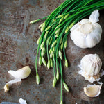 4 Garlic Chives Plants Live, Hardy Heirloom Leek Chives Herb Plants for Culinary Outdoor Garden, 4-8" Tall