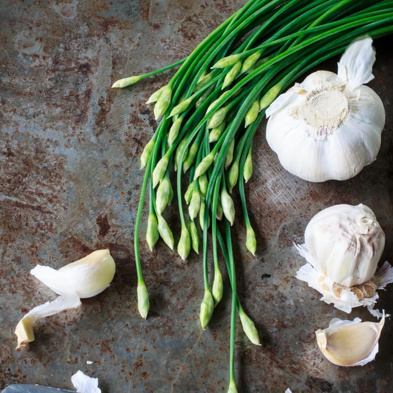 Pack of 5 Garlic Chives Plants Live, 4-8" Tall Heirloom Leek Chives for Outdoor Herb Garden