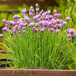 10 Chives Plants, Hardy Chives Leeks Plants Rooted, Perennial Vegetables, Outdoor Growing 2-5 Inch Tall