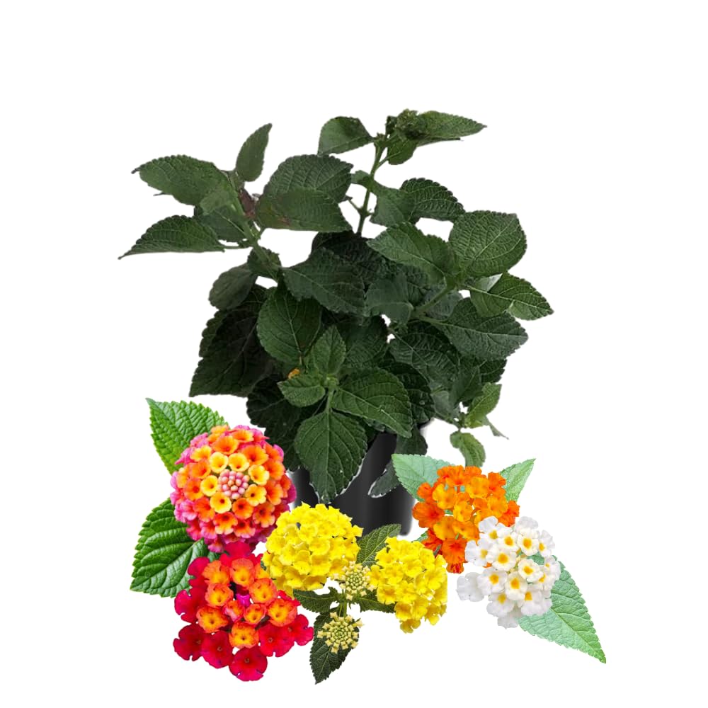 Pack 2 Lantana Live Plants for Planting, Hardy Perennial Lantana Bushes Well Rooted 4-7 Inches, Assorted Blooms (Assorted Flowers)