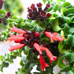 Twisted Lipstick Plant Live for Planting in 3 Inches Pot, Aeschynanthus Red Lipstick Live Plant to Grow