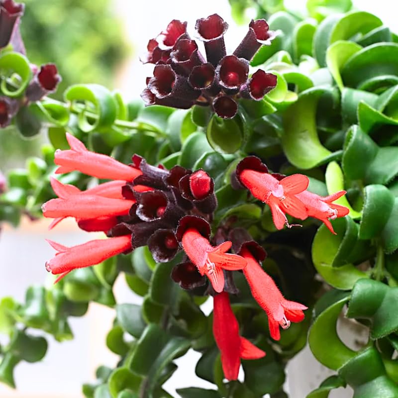 Twisted Lipstick Plant Live for Planting in 3 Inches Pot, Aeschynanthus Red Lipstick Live Plant to Grow