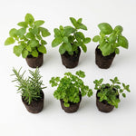6 Herb Plants Live Starter Plugs, Basil, Rosemary, Oregano, Mint or Assorted Edible Herbs, Ready-to-Plant Garden Combo