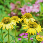 Set 3 of Yellow Echinacea Coneflower Plants Roots, 4 to 5 Inc Tall, Echinacea Plants Live, Coneflower Plant for Gardening Outdoor, Indoor Growing