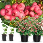 3 Large Sweet Fruit Southern Highbush Blueberry Bushes Seedlings, High-Yield Blueberry Trees Live Plants, 6 Months Old, Starter 3-6" in Tall, Cold Hardy Zones 4-7
