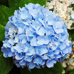 Blue Hydrangea Live Plant in 2.5'' Pot, Hydrangea Bush Shrub Vibrant Blooms, Outdoor Garden, Ready to Grow