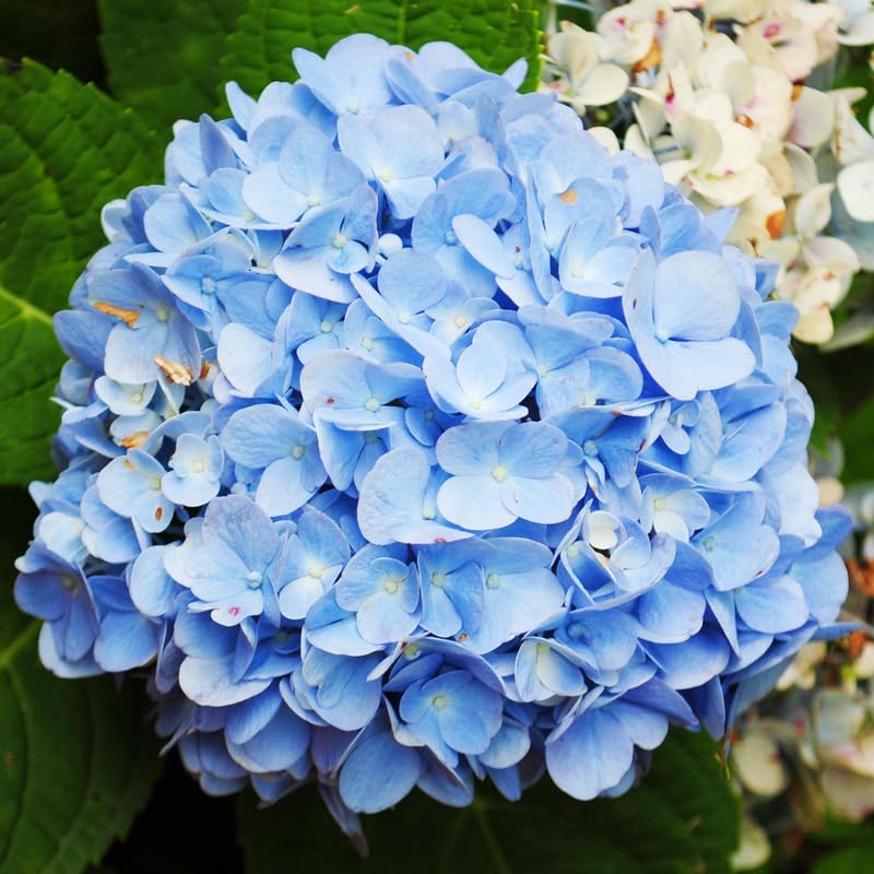 Blue Hydrangea Live Plant in 2.5'' Pot, Hydrangea Bush Shrub Vibrant Blooms, Outdoor Garden, Ready to Grow