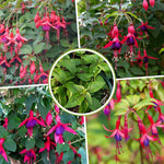 2 Fuchsia Live Plants, 5-9 Inches Tall, Trailing Flowering Fuchsia Plants Live Indoor Outdoor, Pink Purple Blooms