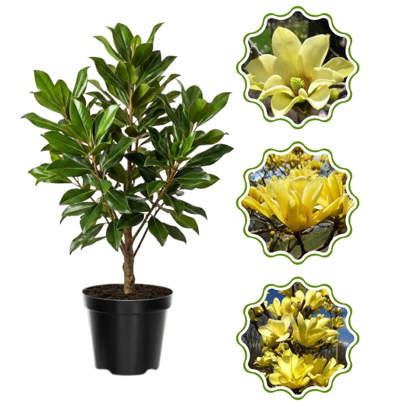 Yellow Magnolia Tree in Gallon Pot, Live Flowering Magnolia Tree, Hardy Ornamental Shade Trees with Fragrant Blooms