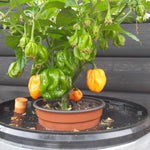 Set 2 Assorted Pepper Live Plants, 90 Days Old Super Pepper Live Plant for Summer Planting (Yellow Jamaican Scotch Bonnet)