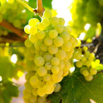 10 Green Grape Cuttings for Planting, Grape Vine Plant, Sweet Fruit Garden, 6 to 8'' Tall Cuttings