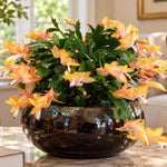 2PPP Yellow Christmas Cactus Live Plant, Holiday Flowering, 3 Inches Pot