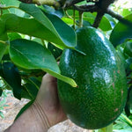 2 HASS Avocado Plants Live Trees in Pot, 8 to 15 Inches Tall, Cold Hardy, No CA
