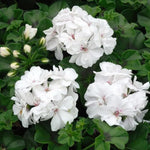 White Geranium Live Plant 4'' Pot, Flowering Geranium Well Rooted 3-6'' Tall, Outdoor Patio, Balcony or Container Garden Plants, 2 Plants per Pot