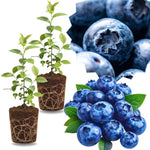 2 Southern Highbush Blueberry Plants Live for Outdoor Growing, Sweet Flavor Blueberry Trees Live Plants, Blueberries Bushes, Hardy and High Yield Seedlings, Starter 4 to 7", No Pot