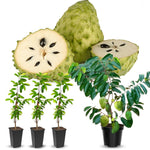 Giant Soursop Guanabana Tree Live Plant, Starter Size 5”-10” Seedling No Pot, Hardy, Tropical Flavor Annona Muricata