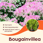 2 Apple Blossom Bougainvillea Plants Live, Flowering Bougainvillea Vine for Outdoor Garden or Trellis, 5-9 Inch Tall, Very Hardy