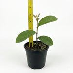 Pink Guava Plant Live, Tropical Guava Tree 6-10'' Tall, Sweet, Hardy Fruit Tree for Outdoor Garden Planting