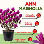 Ann Magnolia Tree Live Plant in 2.5 Inches in Pot, Starter Plant, Fragrant Perennial Ornamental Plants Shrub for Outdoor Garden