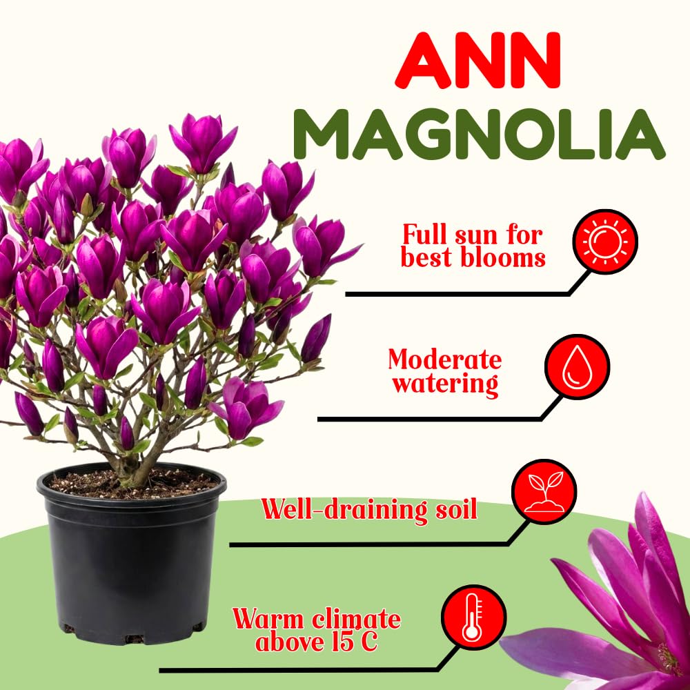 Ann Magnolia Tree Live Plant in 2.5 Inches in Pot, Starter Plant, Fragrant Perennial Ornamental Plants Shrub for Outdoor Garden