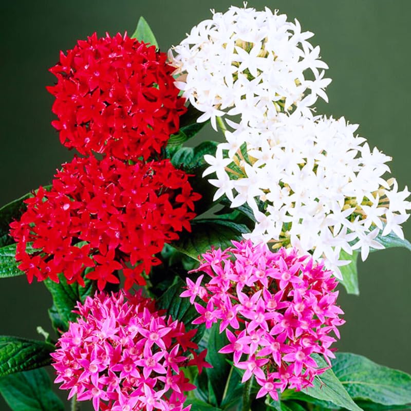 2 Mix Ixora Live Plants, Well-Rooted Flowering Ixora Shrub Seedlings, 4-9” Tall, Tropical Ixora Bush for Indoor or Outdoor Garden