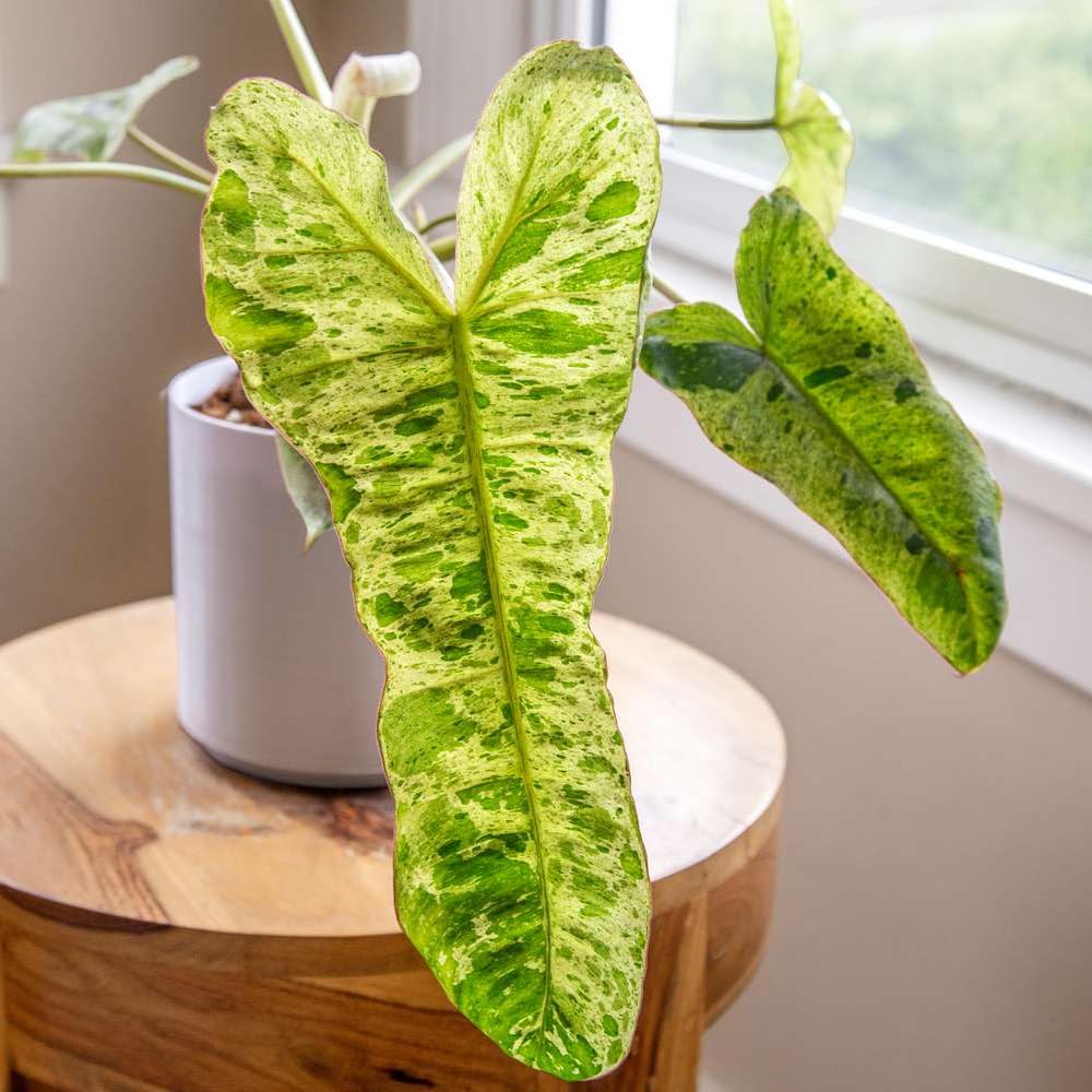 Variegated Philodendron Live Plant, Rare Indoor Houseplant Live Well Rooted 5-7 Inches, Container Growing, Home Office Decor (Variegated Green Philodendron)