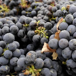Summer Royal Grape Vines Live Plants for Planting, 5-10" Grape Tree for Outdoor Garden, Dormant in Winter, Cold Hardy, Sweet Flavor