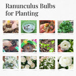 Pack of 30 Ranunculus Flowers Bulbs for Spring Planting, Ranunculus Bulbs for Planting, Spring Blooms Vibrant Perennial Bulbs for Garden Borders (White)