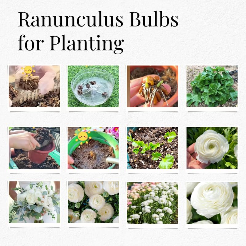 Pack of 30 Ranunculus Flowers Bulbs for Spring Planting, Ranunculus Bulbs for Planting, Spring Blooms Vibrant Perennial Bulbs for Garden Borders (White)