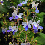 Clerodendrum Plants Live Well-Rooted for Outdoor Planting, Blue Butterfly Clerodendrum Wallichii Schmidtii Smithianum Light Bulbs Tropical Live Plant, Chains of Glory Tree, 5"-9" in Tall