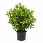 Bay Leaf Tree 5-7 inch, Sweet Bay Laurel Live Plant, Laurus Nobilis Ready to Grow Outdoor