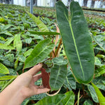 Variegated Philodendron Live Plant, Rare Indoor Houseplant Live Well Rooted 5-7 Inches, Container Growing, Home Office Decor (Long Leaves Philodendron)