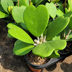 2 Hoya Kerii Hearts Houseplant Live 3-5 Inches Tall, Hoya Plant Live Houseplants, Tropical Indoor Vine Plant for Home, Office, and Gifts